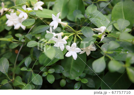 マダガスカルジャスミンの花の写真素材