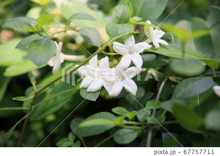 マダガスカルジャスミンの花の写真素材