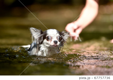浅瀬で泳ぐ練習をするチワワの写真素材