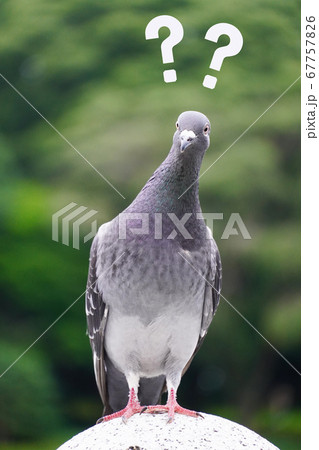 疑問 わからない ハテナ イメージ素材 疑問 わからない ハテナ イメージ素材 67757826