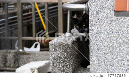 black and white cat at street 67757886