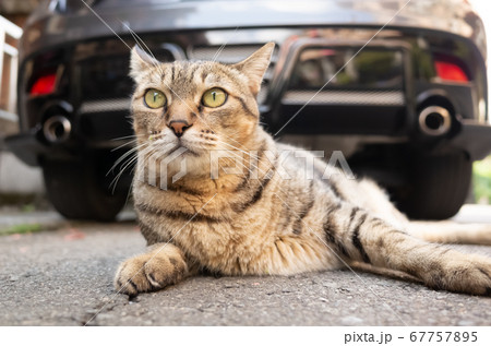 lazy tabby cat sleep on a ground 67757895