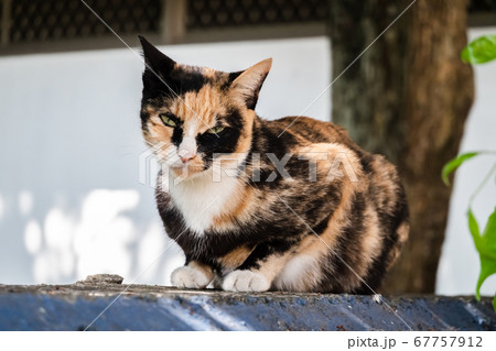 stray tortoiseshell cat 67757912