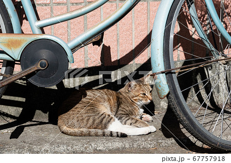 sleepy tabby cat sleep under the sun 67757918
