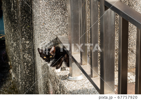 stray black and white cat 67757920