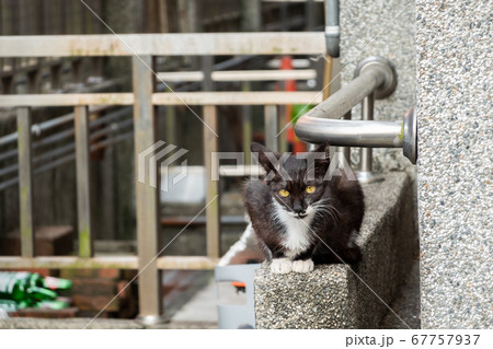 stray black and white cat 67757937