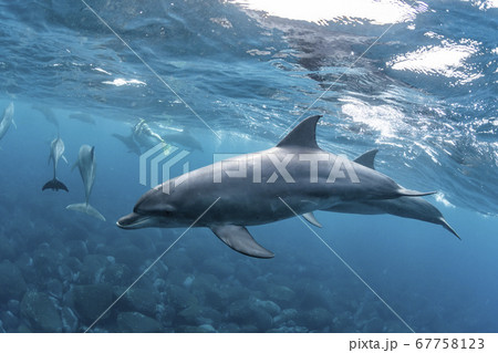 ミナミハンドウイルカ ミナミハンドウイルカ 67758123