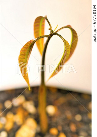 マンゴーはウルシ科マンゴー属の果樹で夏の果物で重宝される 67758194