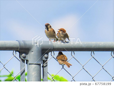 初夏に見かける雀の子供は親に餌を要求するが、親は自立を願っている 初夏に見かける雀の子供は親に餌を要求するが、親は自立を願っている 67758199