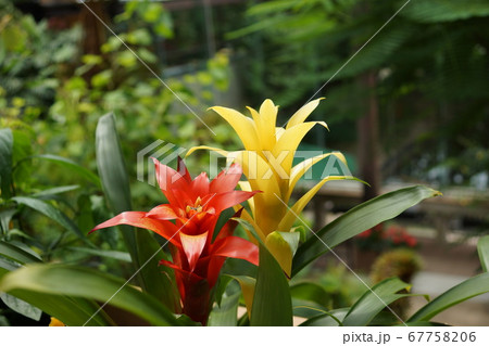 観葉植物 グズマニア 観葉植物 グズマニア 67758206