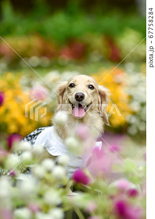 花畑のでおすましするミニチュアダックスの写真素材