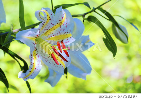 山百合開花 67758297