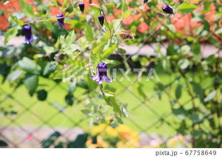 クレマチス　篭口の花 67758649