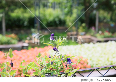 クレマチスの花 篭口 クレマチスの花 篭口 67758651