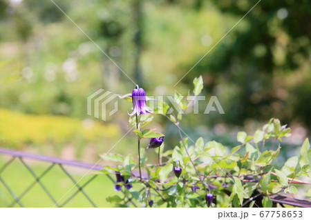 クレマチス 篭口の花 クレマチス 篭口の花 67758653