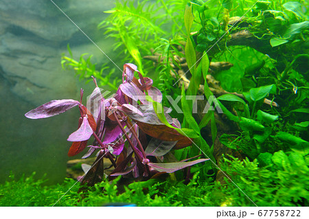 水中で育つレッドグラスの水草 水中で育つレッドグラスの水草 67758722
