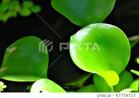 太陽に照らされた美しい緑色のホテイ草 67758723