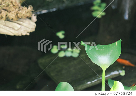 ホテイアオイの浮かぶビオトープの風景【フィルム風】 67758724