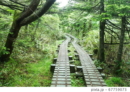 早池峰山へ向かう木道 早池峰山へ向かう木道 67759073