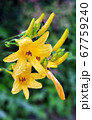 花 やまゆり 花びら 67759240