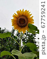 花 ヒマワリ 夏 67759241