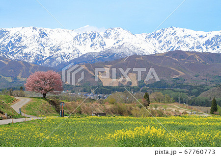 白馬の5月　野平の一本桜と北アルプス 67760773