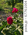 花 シャクヤク 67761004