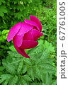 花 シャクヤク 67761005