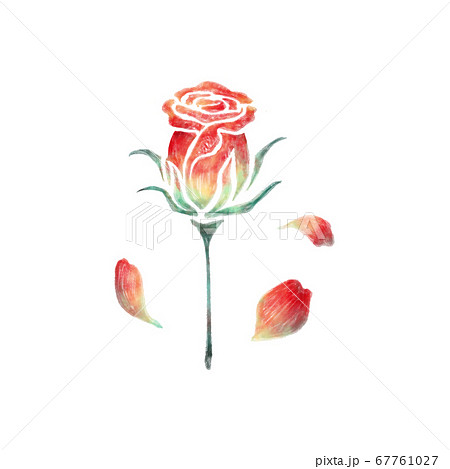 赤いバラの蕾と花びらのイラスト素材