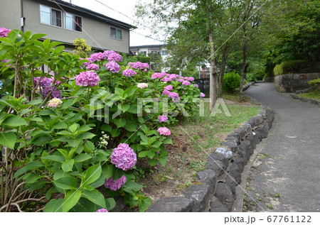 琵琶湖疎水沿いの紫陽花 67761122