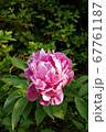 花 ピンク シャクヤク 67761187