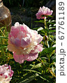花 シャクヤク 67761189