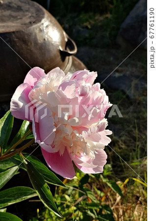 花 植物 たっぷり 67761190