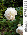花 白 シャクヤク 67761191
