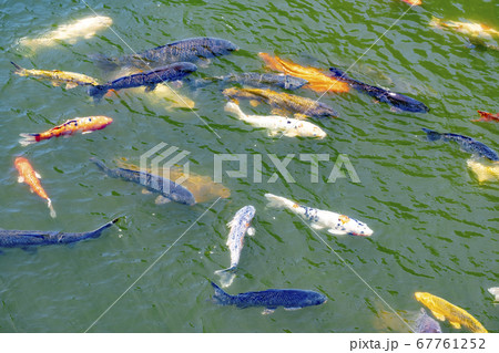 高田城址公園の錦鯉 67761252