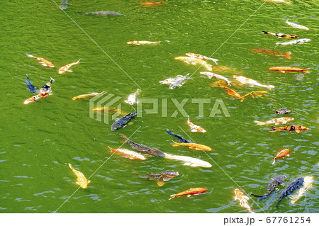 高田城址公園の錦鯉 67761254