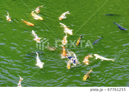 高田城址公園の錦鯉 67761255