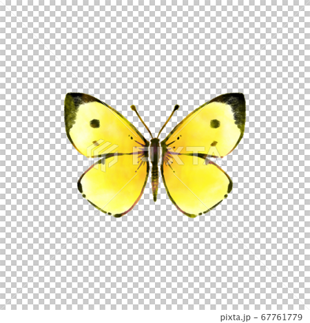 現實天鵝(單個單位) 現實天鵝(單個單位) 67761779