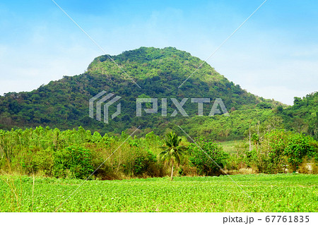 View of cassava plantations and rubber plantations 67761835