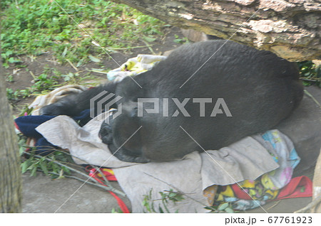 ゴリラの昼寝（上野動物園／東京都台東区上野公園） 67761923