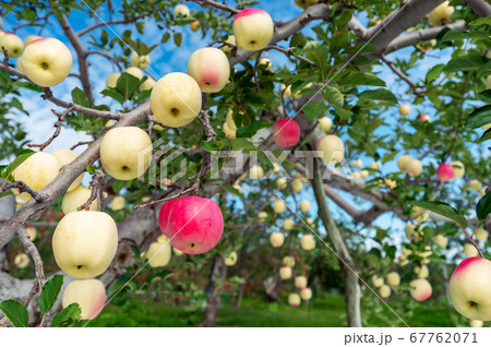 秋の林檎園 【公式通販】
