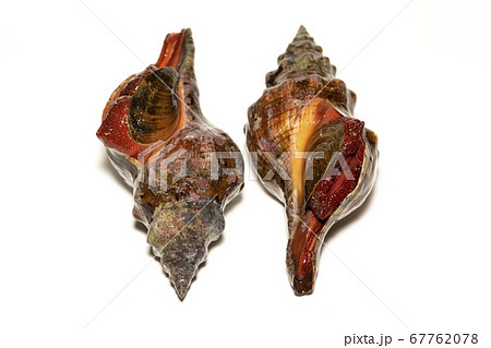 ナガニシ 67762078