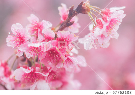 雨粒がついた桜 雨粒がついた桜 67762108