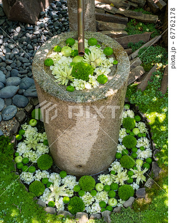花手水の景色 緑色系 夏の風物詩の写真素材