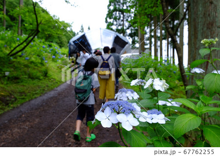 岩手県一関市のみちのくあじさい園と観光客の写真素材 岩手県一関市のみちのくあじさい園と観光客の写真素材