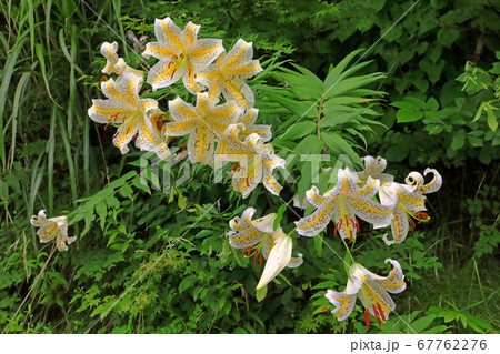 林縁でたくさん花をつけたヤマユリ　福島県只見町 67762276