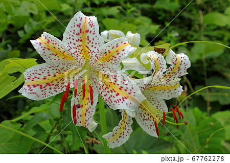 開いたばかりのヤマユリの花二輪　福島県只見町 67762278