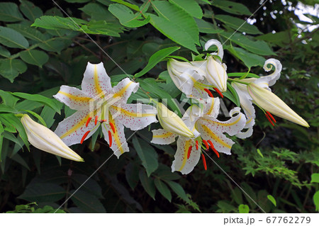 ヤマユリのつぼみと花　福島県只見町 67762279