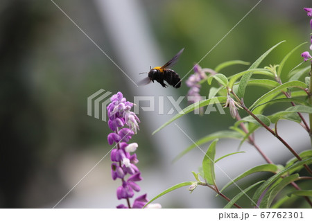熊蜂の蜜集め〜アメジストセージ_飛翔① 熊蜂の蜜集め〜アメジストセージ_飛翔① 67762301