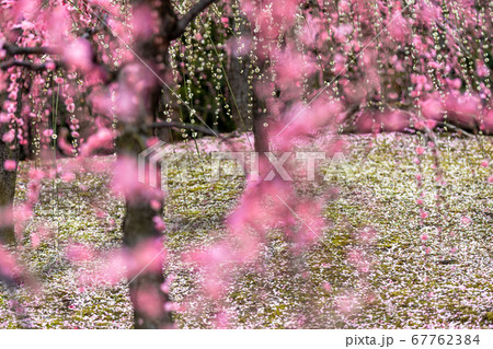 京都市伏見区城南宮の梅を撮影 京都市伏見区城南宮の梅を撮影 67762384